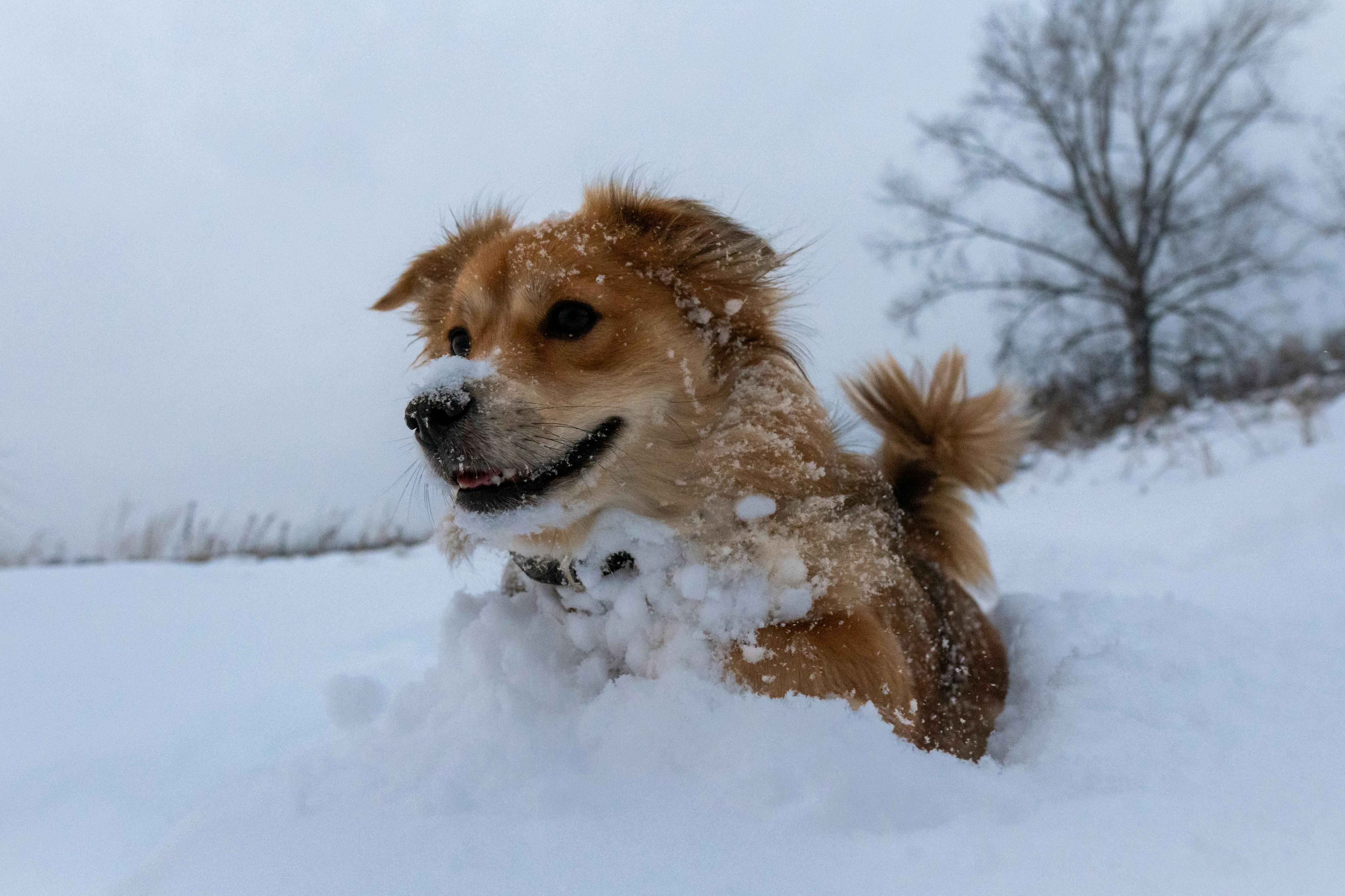 a dog is sitting in the snow with its tongue out