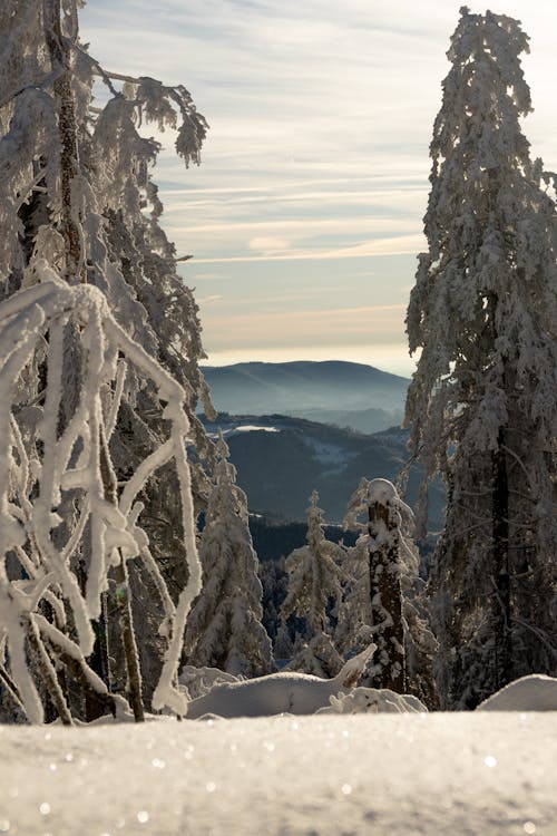 Foto d'estoc gratuïta de arbres, bosc, congelat