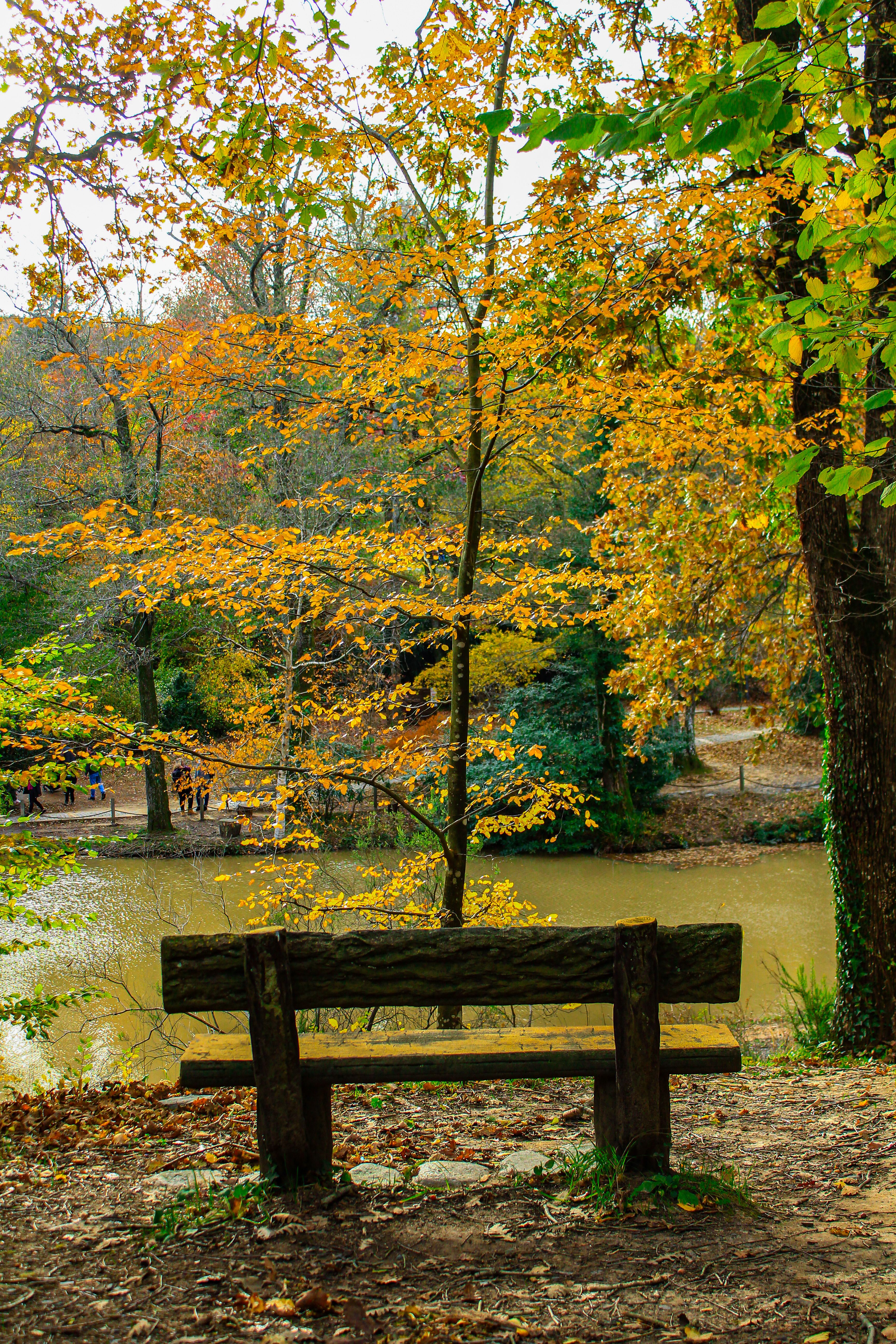 A Wooden Bench in an Autumnal Park · Free Stock Photo