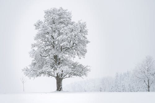 Photos gratuites de arbre, enneigé, froid