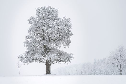 A solitary tree blanketed in snow amidst a serene winter scene, evoking peace.
