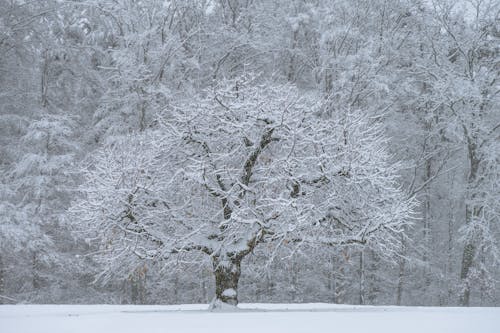 White Tree in Forest in Winter