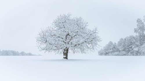 Photos gratuites de arbre, enneigé, froid