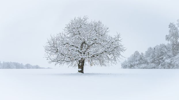 A lone tree covered in snow stands in a vast winter landscape, evoking tranquility.
