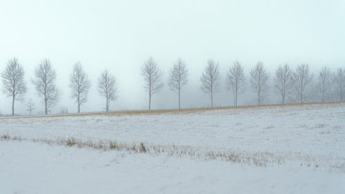View of a Snowy Field and Trees