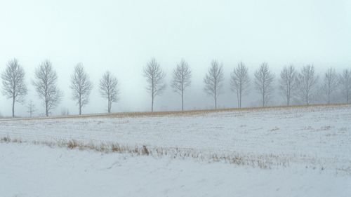 Free Foggy winter scene featuring a line of bare trees in a snowy field. Stock Photo