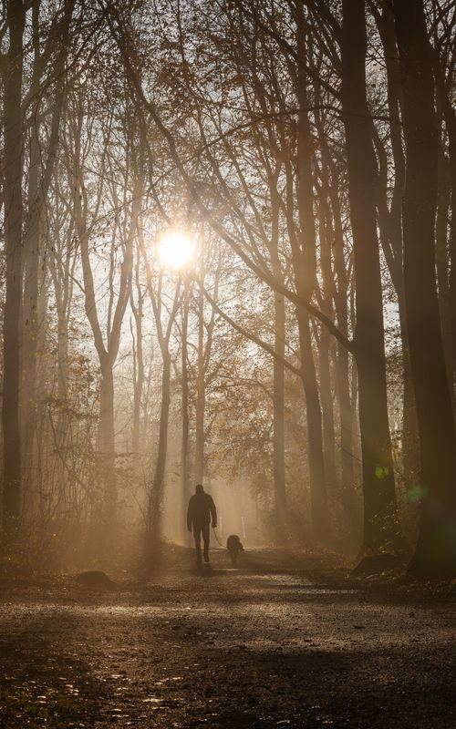 Free A man walking his dog along a sunlit forest path in The Hague, Netherlands. Stock Photo