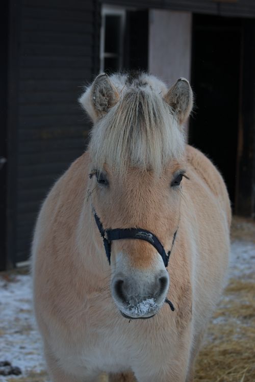 Free Close-up portrait of a light brown horse in a wintry outdoor setting. Stock Photo