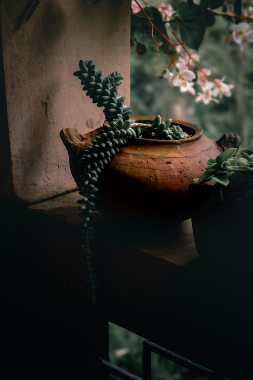 Free Moody still life of a succulent in a clay pot on a balcony ledge, offering a rustic charm. Stock Photo