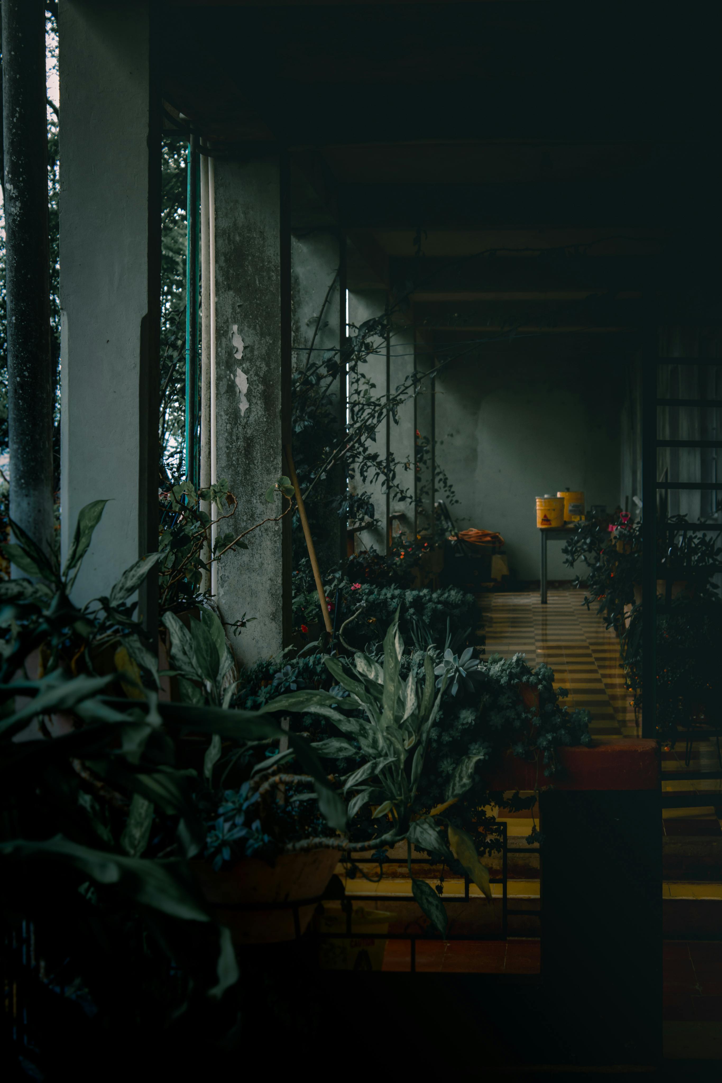 A shadowy corridor filled with lush plants in Pichinde, Colombia, exudes a serene and moody atmosphere.
