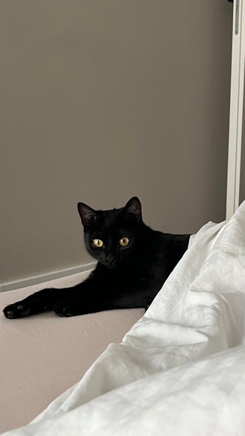 Black Cat Lying Down