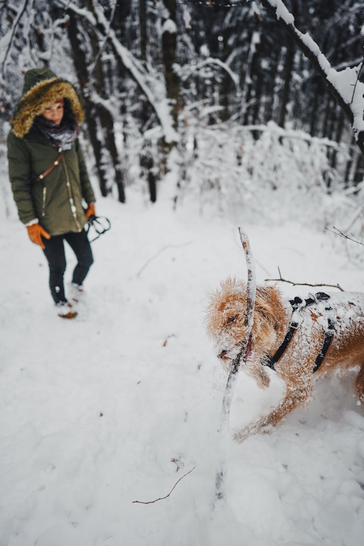 Woman Walking Near Dog Playing With Stick In Snow