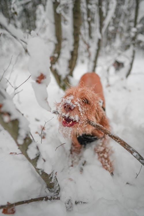 Foto profissional grátis de ácido, animal de estimação, bastão