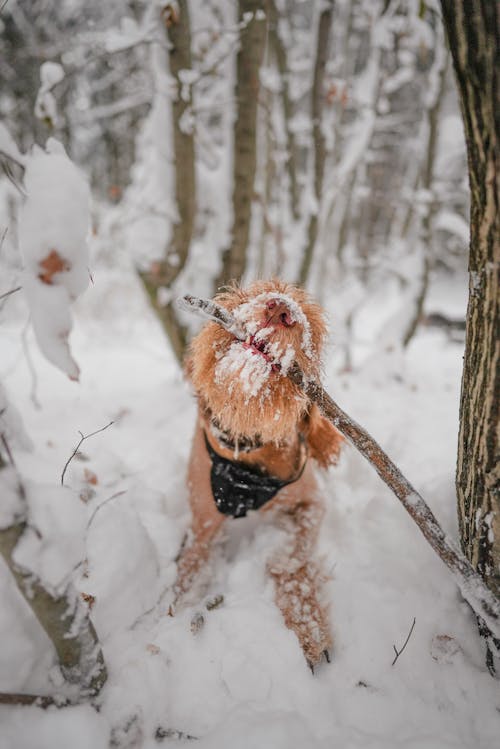 Foto profissional grátis de ácido, animal de estimação, bastão