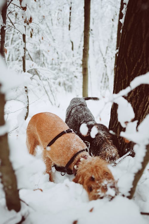 Dogs in Snow in Forest