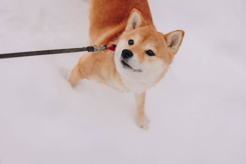 Shiba Inu in Snow