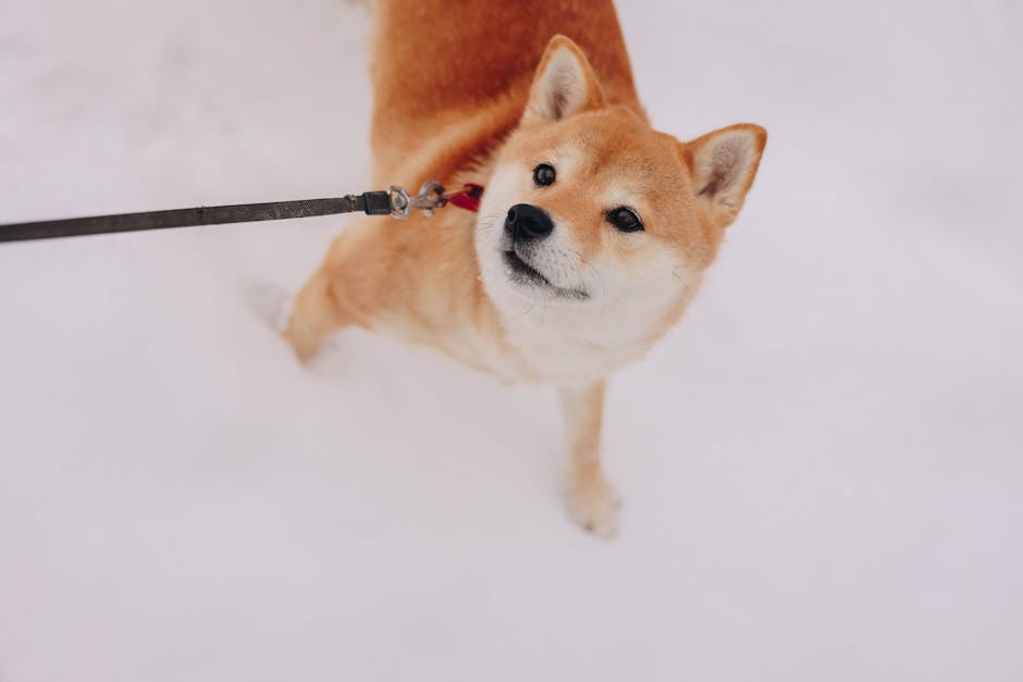 Adorable Shiba Inu dog on a leash in the snow, enjoying a winter day outdoors.