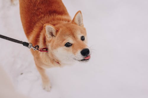 Dog on a Walk in Winter Snow 