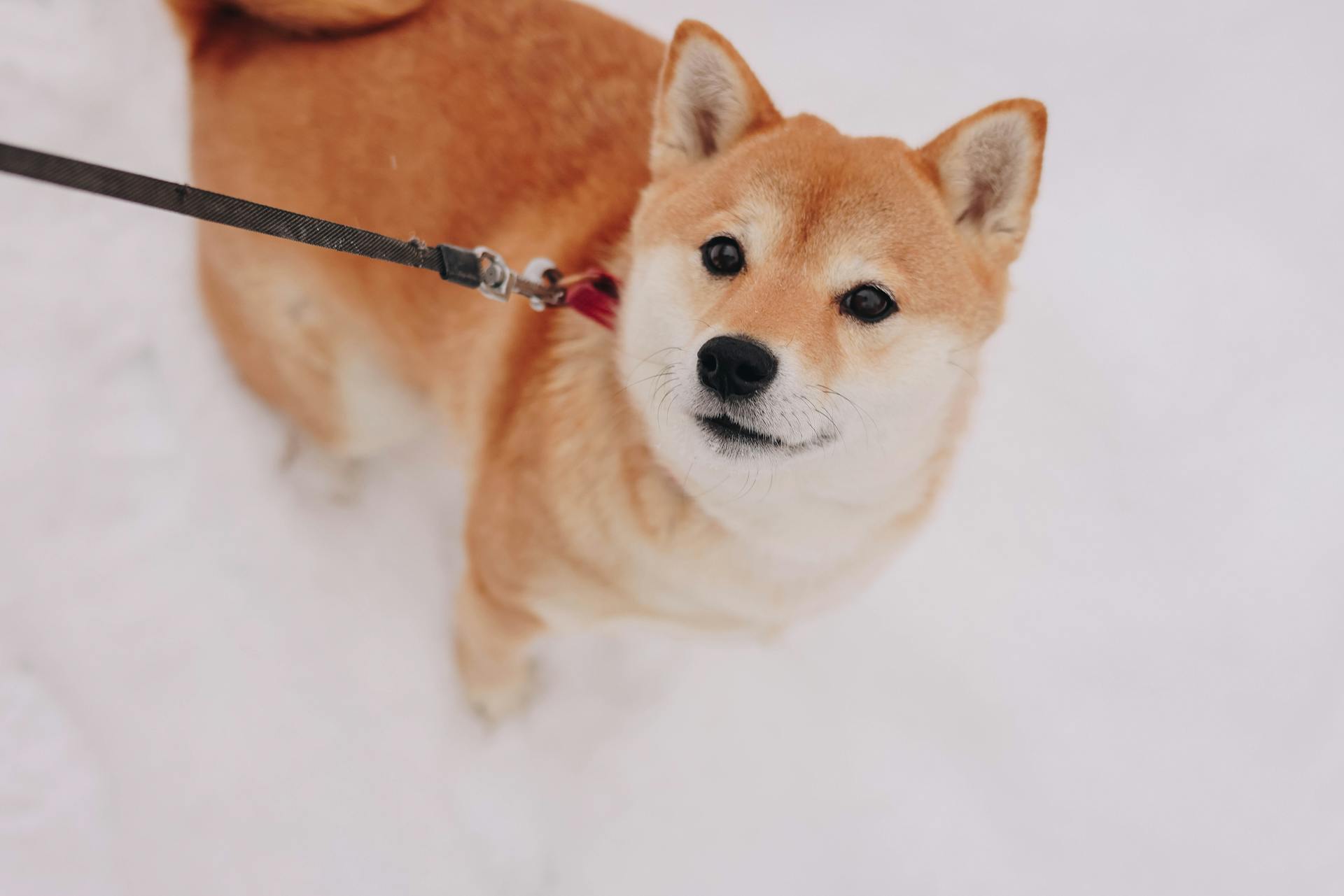 Shiba Inu in Snow