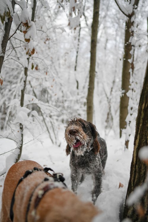 Dog in Snow in Forest