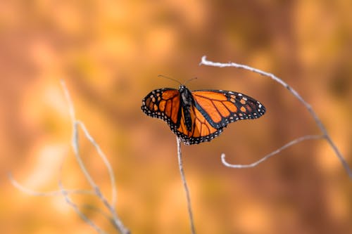 Monarch Butterfly in Nature