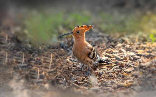 Close up of a Eurasian Hoopoe