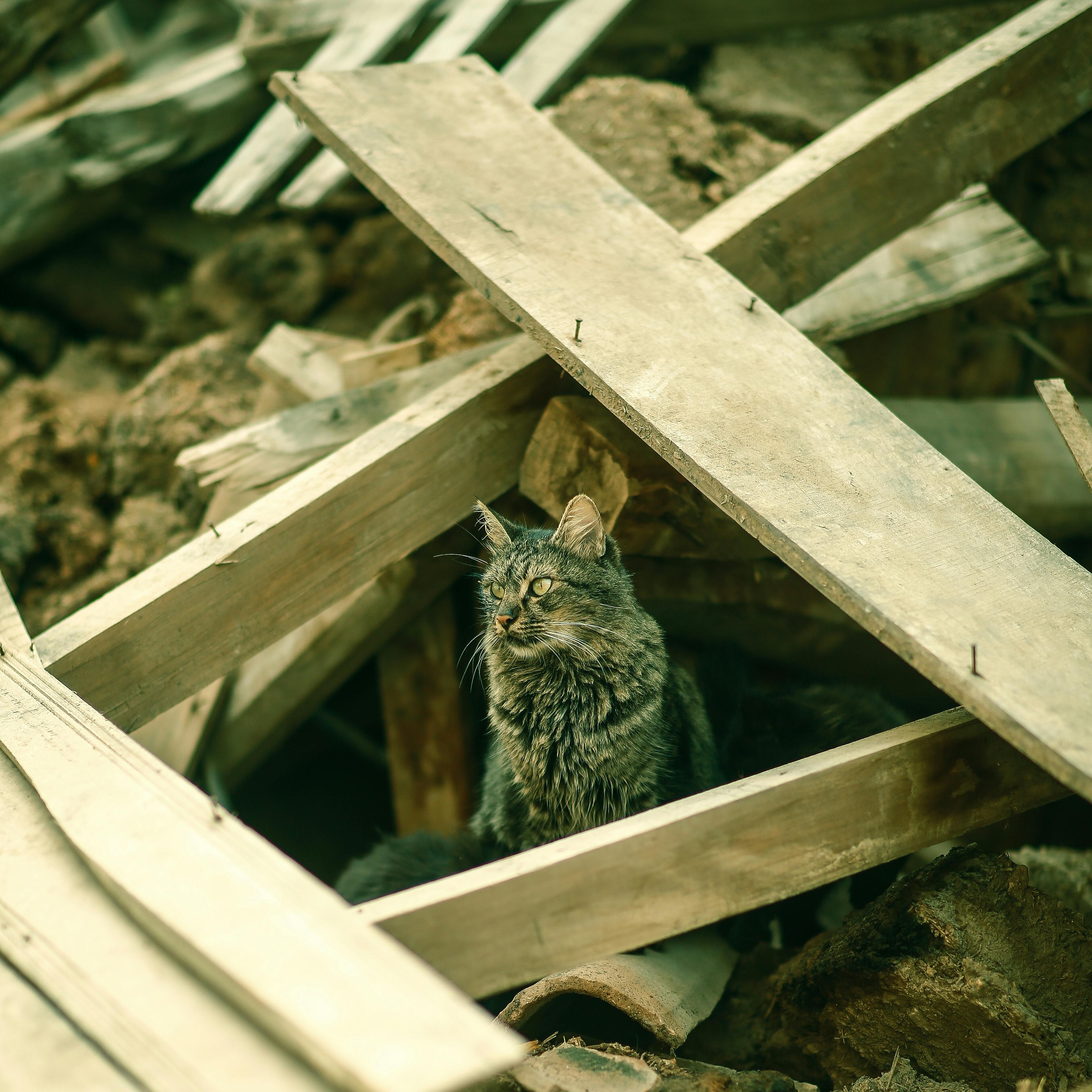A stray cat sits among wooden debris at a landfill site, highlighting urban wildlife.