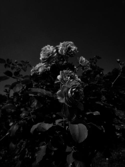 คลังภาพถ่ายฟรี ของ 4k, ขาวดำ, ความงามในธรรมชาติ
