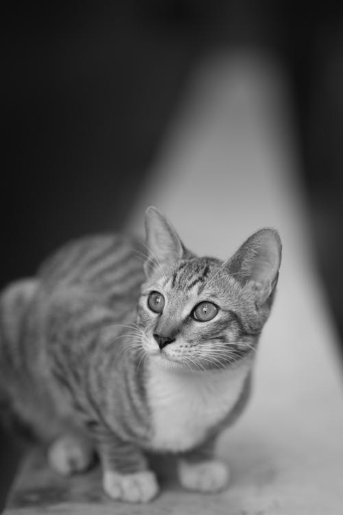 Black and White Photo of a Cat 