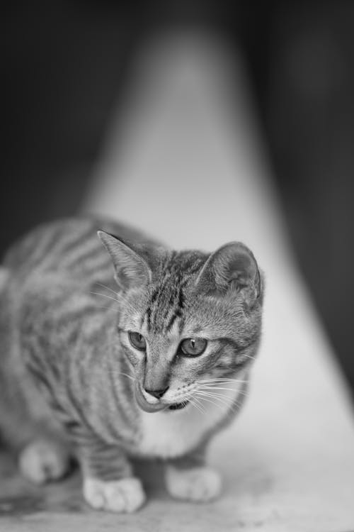 Black and White Photo of a Kitten 