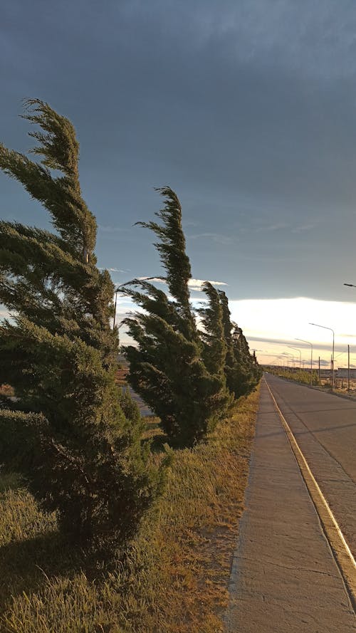 Бесплатное стоковое фото с вертикальный выстрел, ветер, деревья