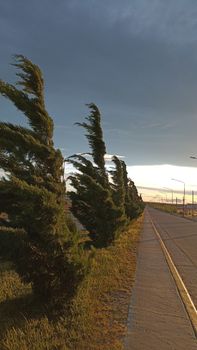 Capture of wind-bent trees and scenic road at sunset in Santa Cruz, Argentina.
