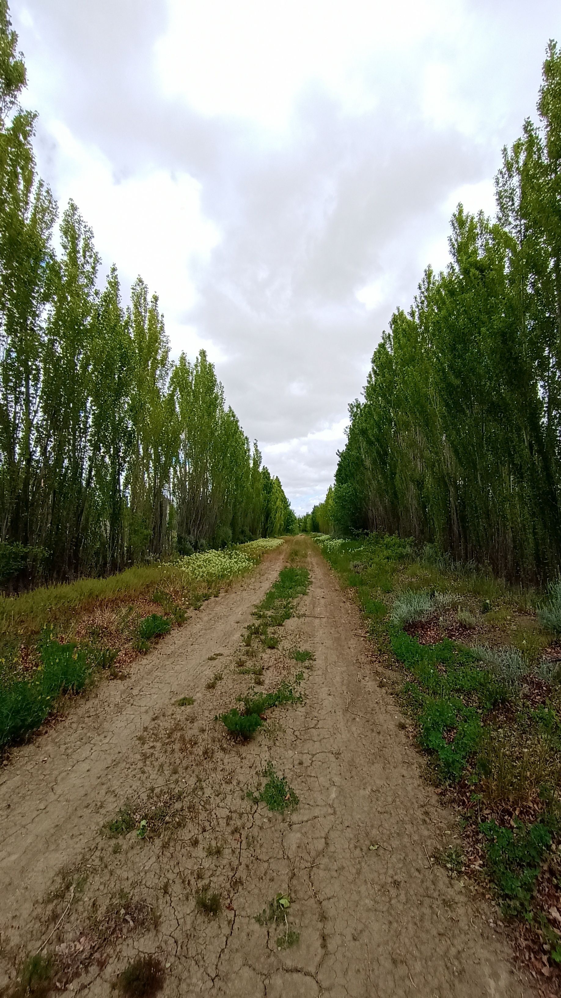 Fotomural Tranquilo camino de tierra bordeado de árboles en Comandante Luis Piedrabuena, Argentina.