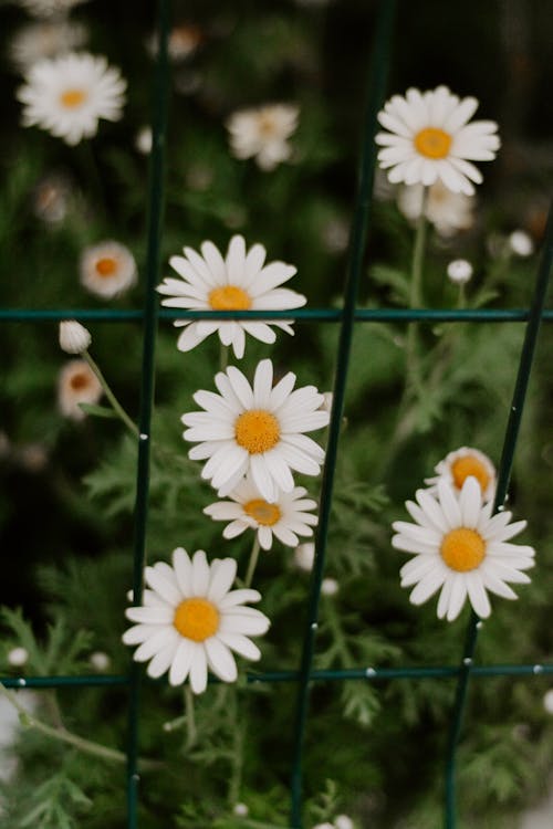 Foto d'estoc gratuïta de camamilla, florint, flors blanques