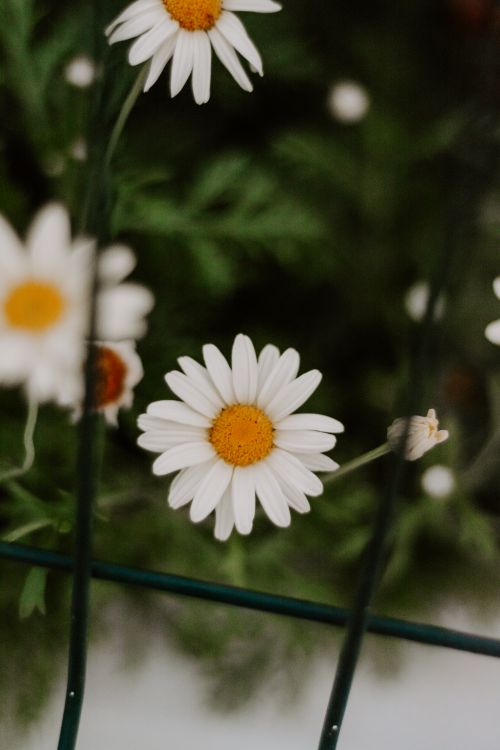 Free Close-up view of white daisies with green foliage in the background, showcasing nature's beauty. Stock Photo