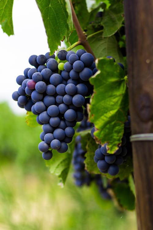 Bunch of fresh grapes on thin stem with large leaves growing in vineyard in summer