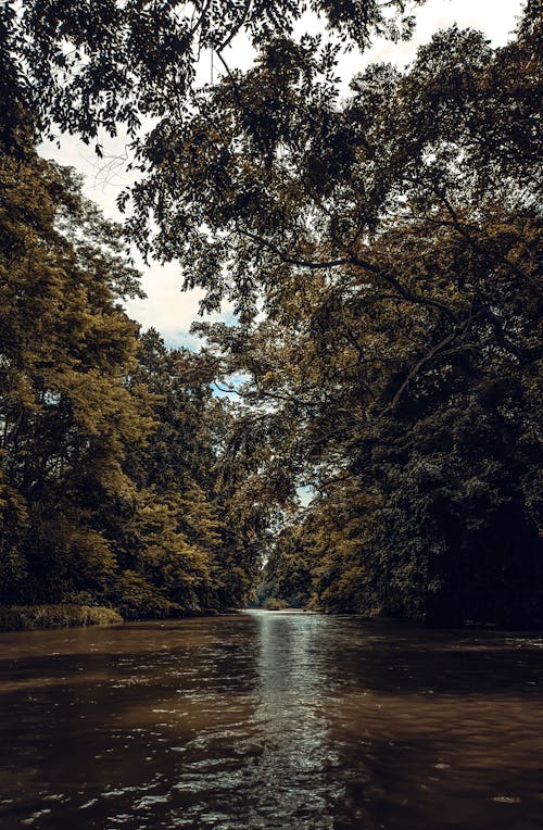 Immagine gratuita di alberi, autunno, fiume