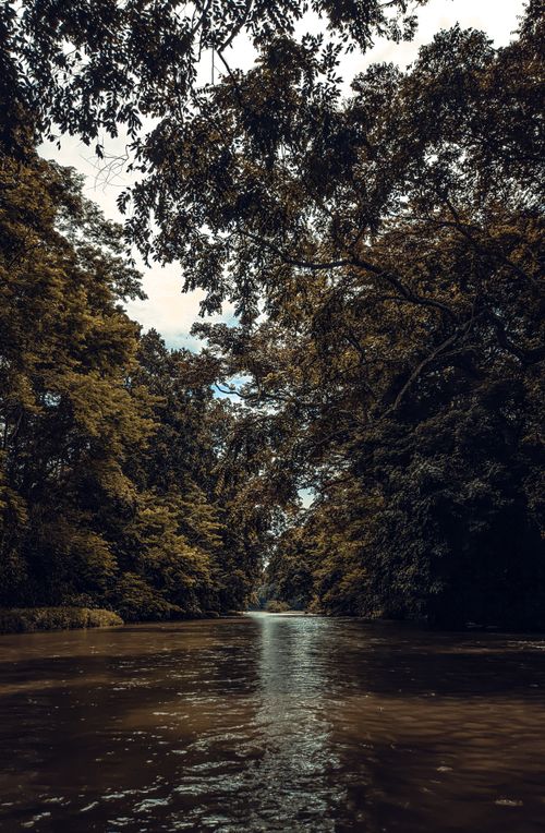 Free Peaceful river scene surrounded by lush trees in El Banco, showcasing tranquil nature. Stock Photo