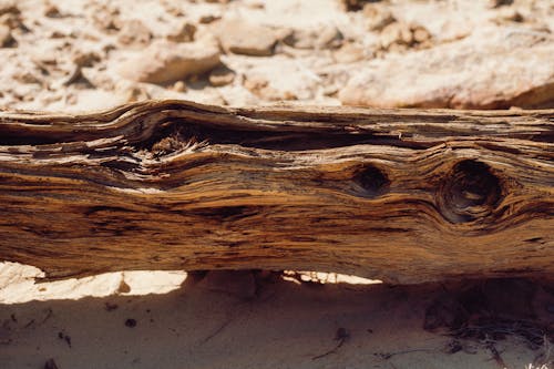 Close-up of Dry Wood 