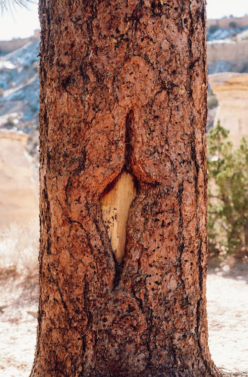Gratis Foto stok gratis kayu, kulit pohon, merapatkan Foto Stok