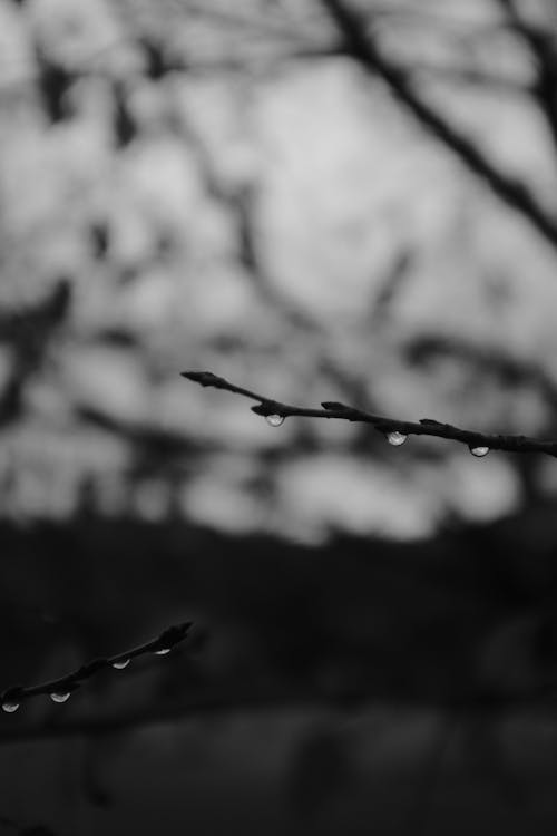 Black and White Photo of Tree Branches 