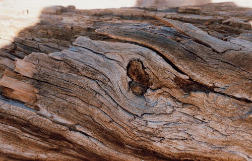 Knot in Dry Tree Trunk