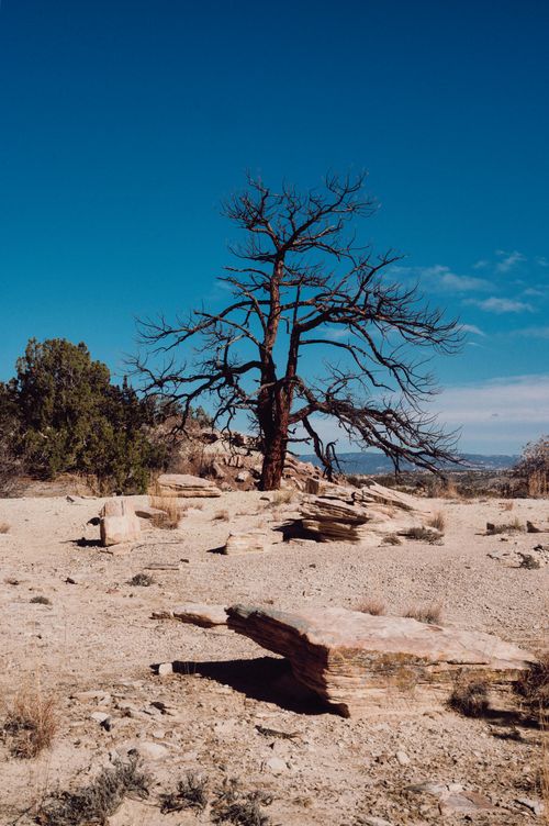 Free Solitary tree standing in a dry, rocky desert under a clear blue sky. Stock Photo