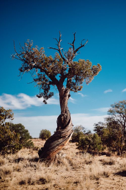Free A solitary juniper tree stands boldly in a dry desert setting under a clear blue sky. Stock Photo