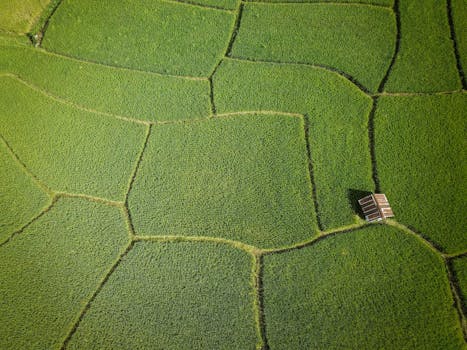 Drone view of vibrant green rice fields with a small shed, showcasing rural agriculture.