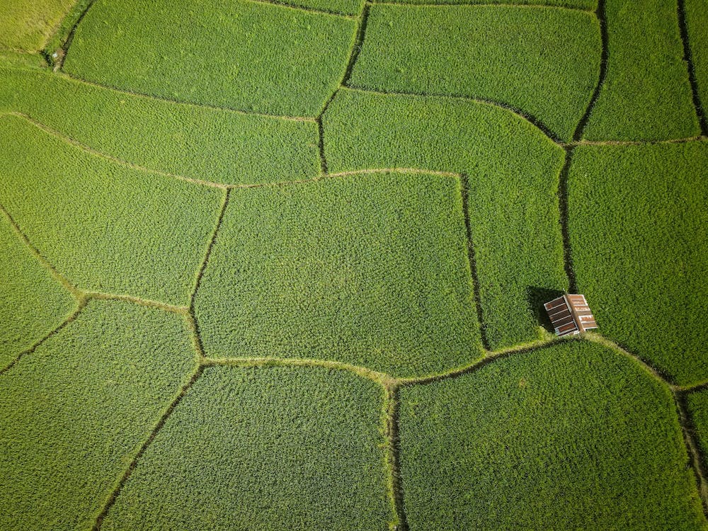 Green, Rice Fields