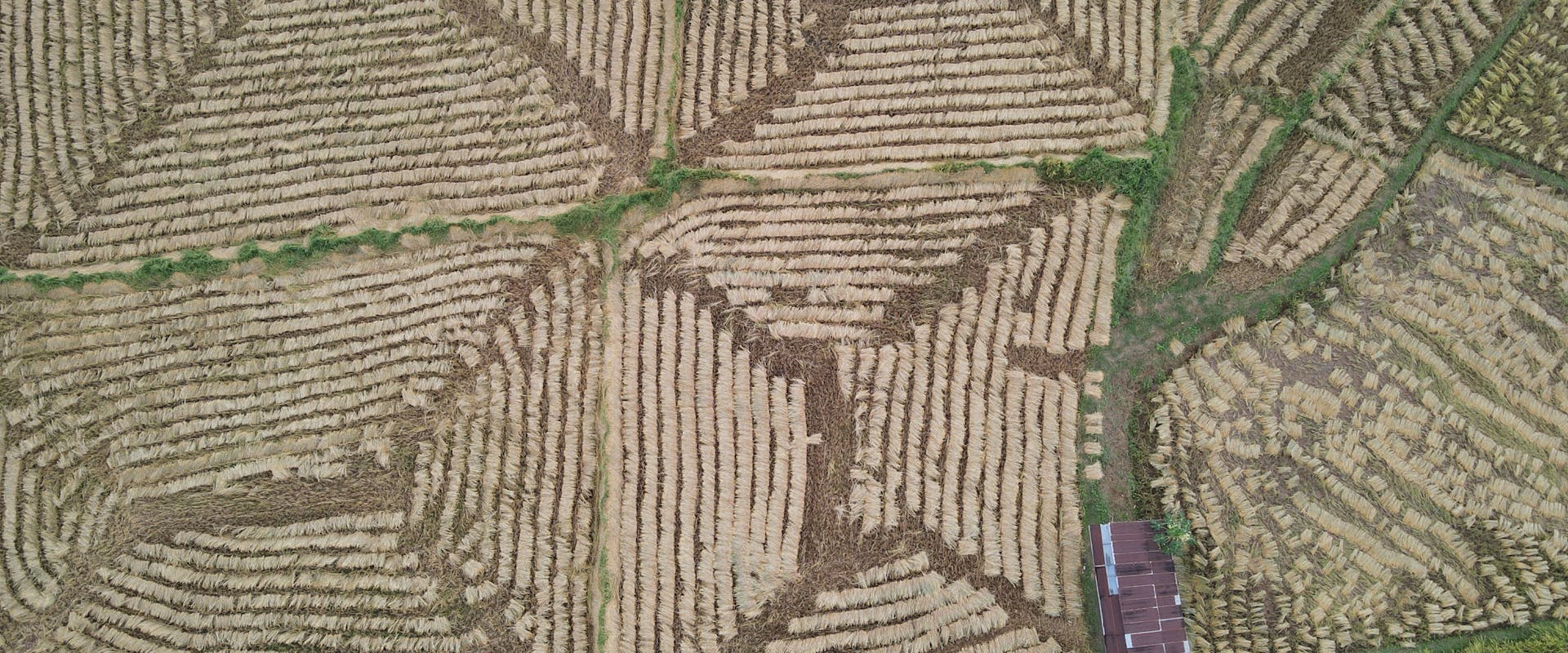 Rice Processing Facility