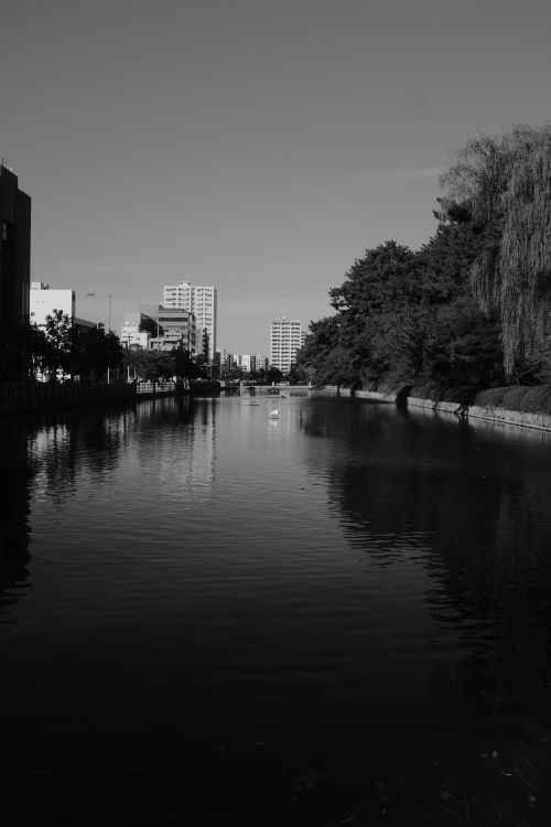Free Black and white view of a tranquil city canal lined with trees and high-rise buildings. Stock Photo