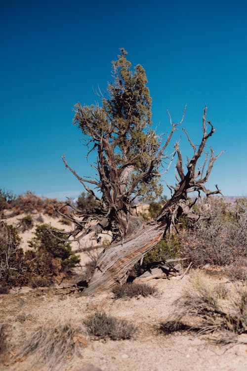 Foto stok gratis geologi, gersang, gurun pasir