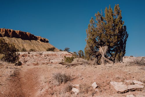 Foto d'estoc gratuïta de arbre, barranc, desert